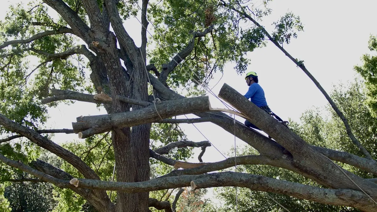 Professional Crown Thinning performed by certified arborists in Tannersville