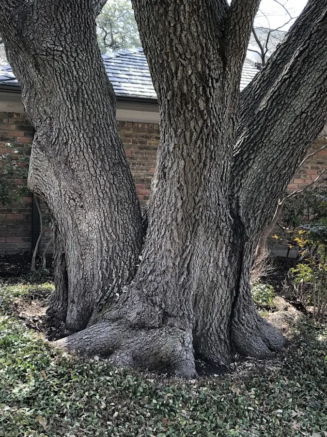 Mature heritage tree close to a Tannersville property cared for by certified arborists